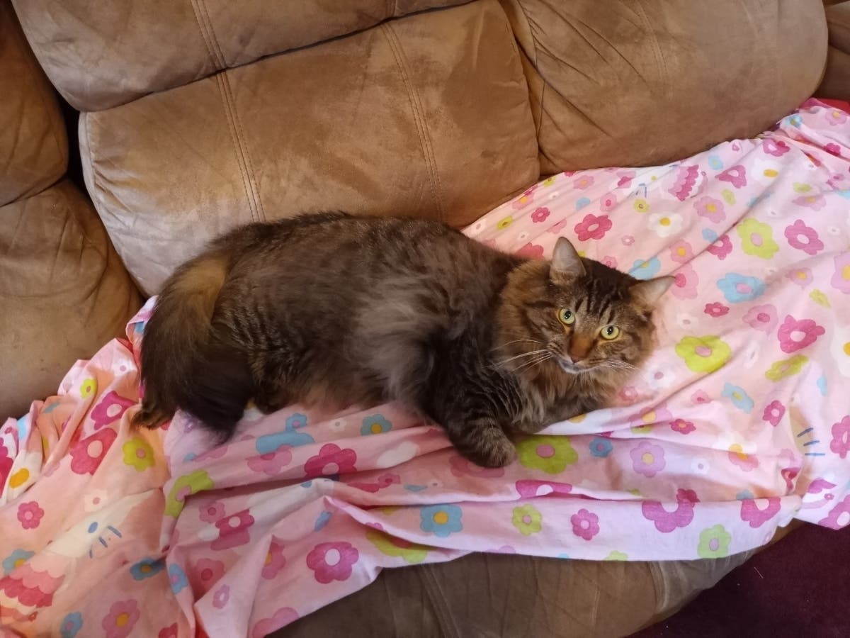 Drop-off sites in Vernon and nearby towns are collecting donations after the pantry said its dog food will run out Monday.