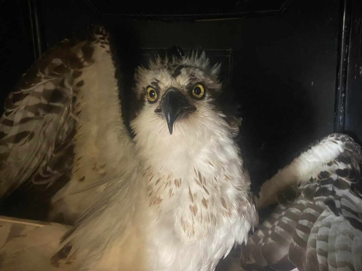 A distressed osprey is being cared for by a raptor rescue group after being attacked by leash-less dogs following a mishap minutes earlier in Vernon, the group said.