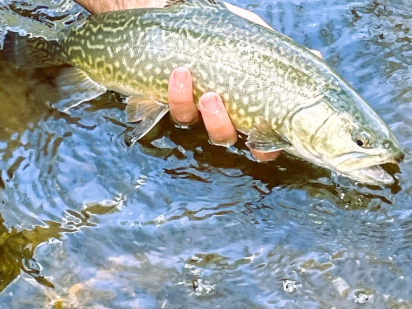 Trout stocking was done this week along the Shetucket River in Windham, Scotland and Sprague, DEEP officials said.