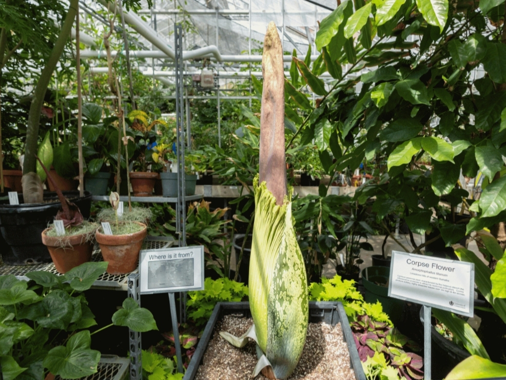 The inaugural bloom of UConn's corpse flower Bullseye is the first on campus during a semester.