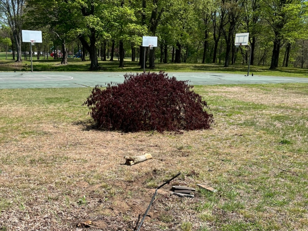 Police said the tree was knocked over at Rye Street Park sometime between May 4 and May 5.