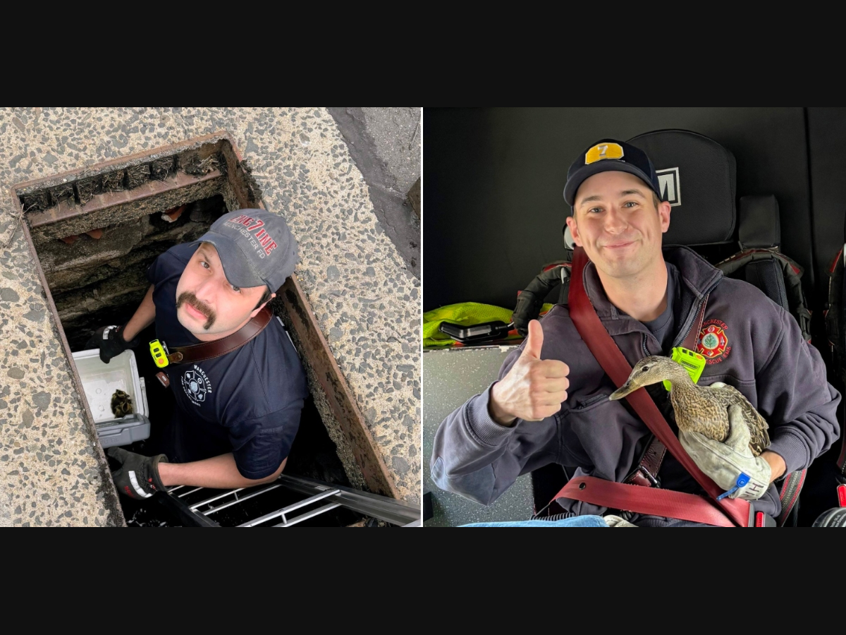 A daring duck rescue by MFD Engine 7 made for a happy Mother's Day. 