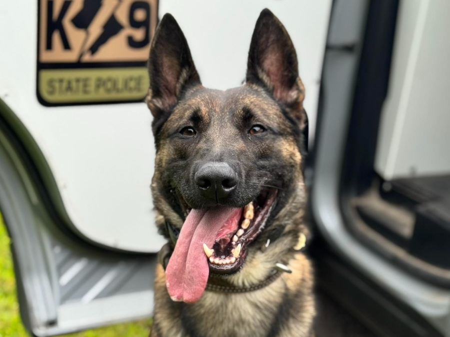 CT State Police canine Viper.  
