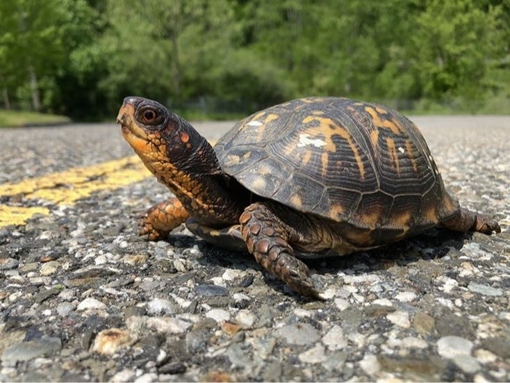 Watch out for turtles, like this eastern box turtle, crossing the road during nesting season, DEEP officials said. 