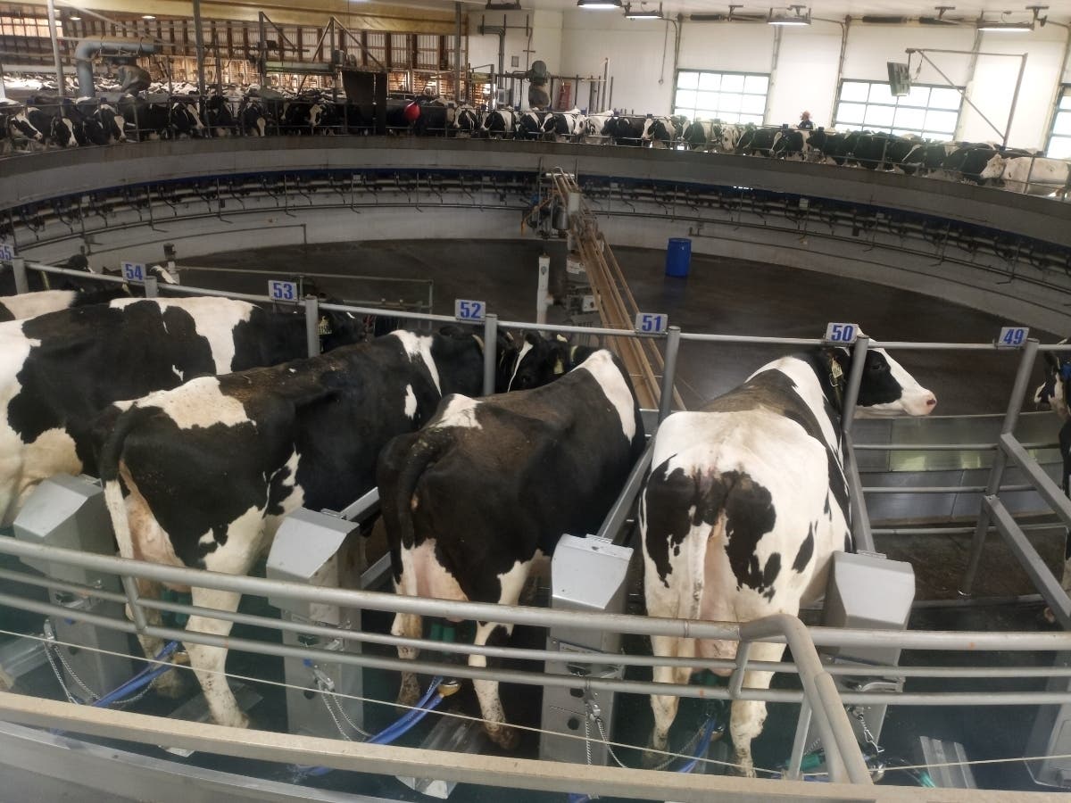 The governor is planning to release $22.5 million from Connecticut’s recently created Federal Cuts Response Fund to provide immediate relief to the state’s dairy farms, like Oakridge in Ellington. 