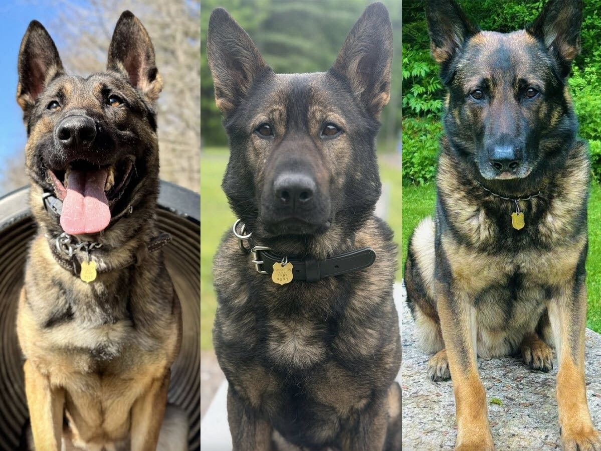 State police said Apollo, Zeke and Viper helped in a Tolland raid, a Middletown search and an Ashford arrest.