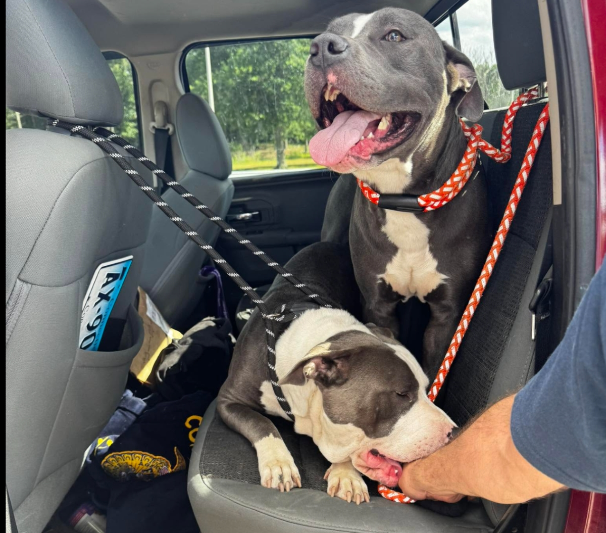 Willington Seeks Help After 2 Dogs Were Found Tied to Guardrail at I-84 Truck Stop