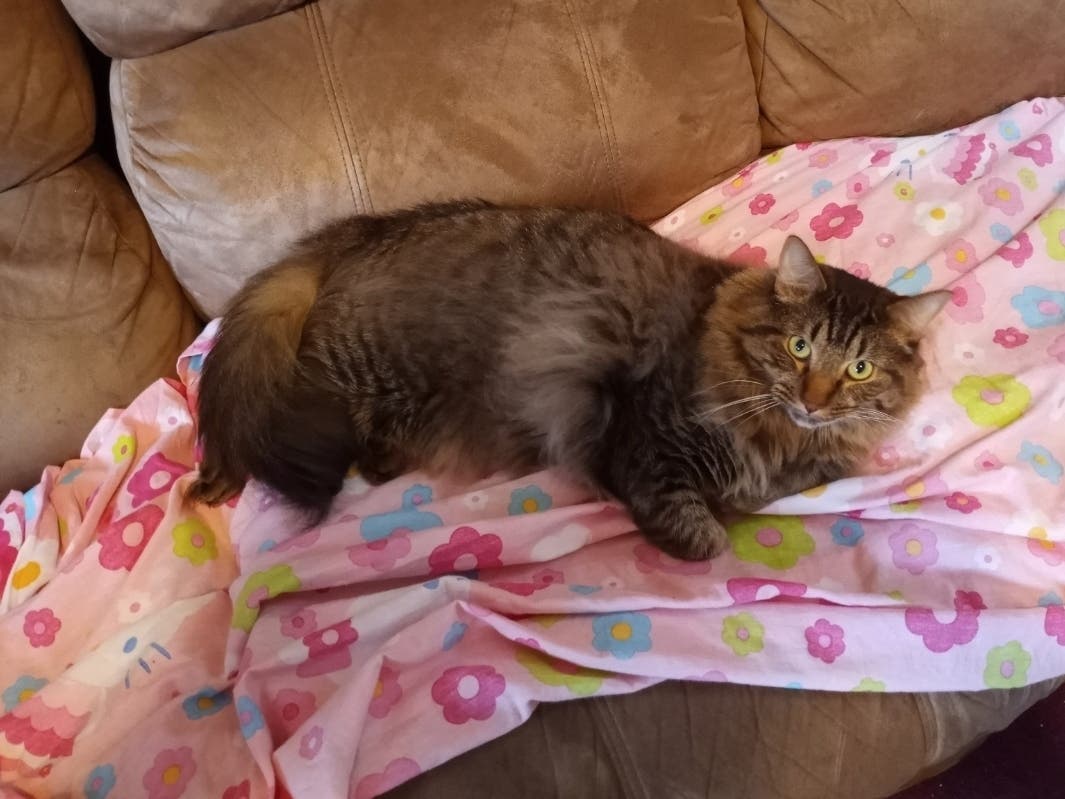 The Vernon Pet Pantry desperately needs dry cat food.
