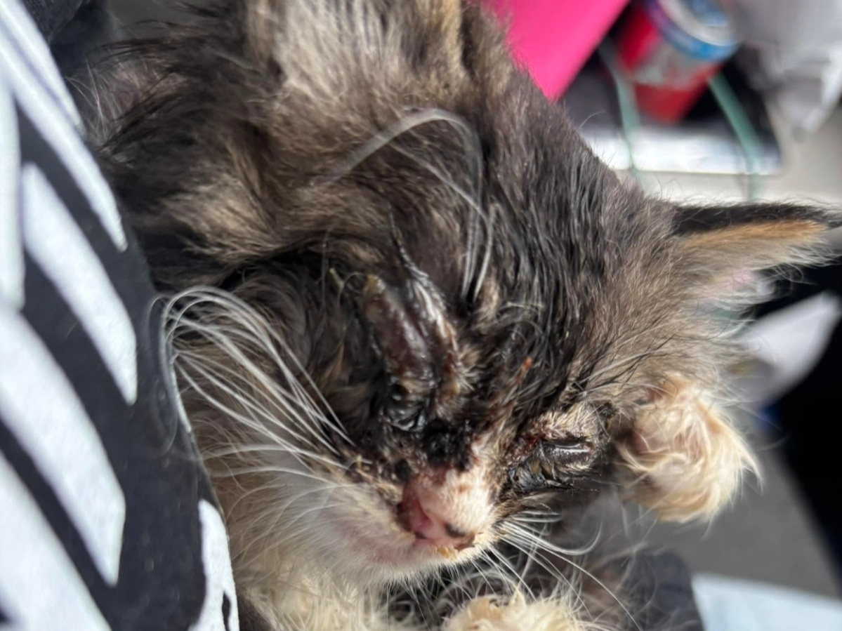 A kitten rescued from the wild on Willington is showing progress, animal control officials said. 