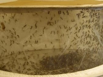 A typical mosquito trap. 