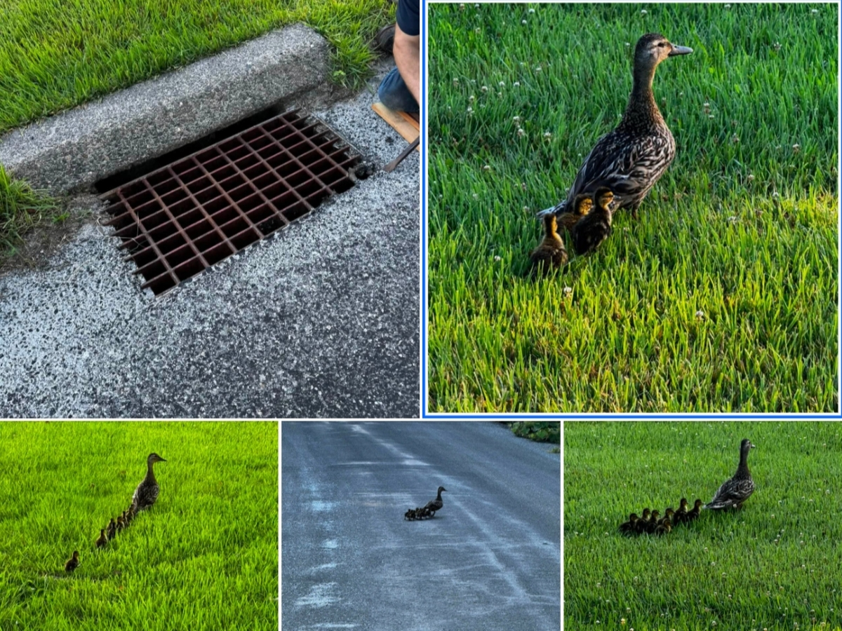 A dedicated rescue effort saved some young ducks in Stafford.