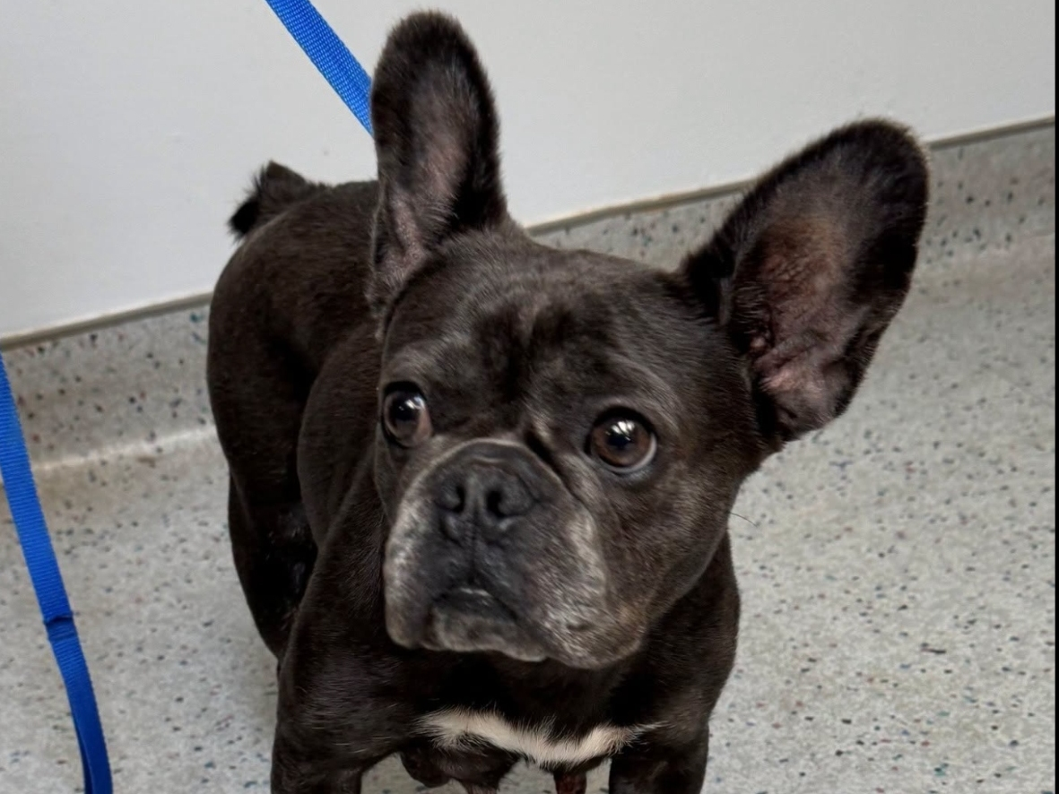 An abandoned dog who apparently just had a C-section is being cared for after she was found in Middletown, officials said.