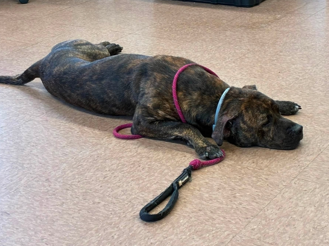 Manchester Animal Control is seeking a home for 3-year-old dog Freddie.