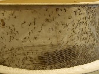 Testing results for mosquitoes collected locally were updated this week. 
