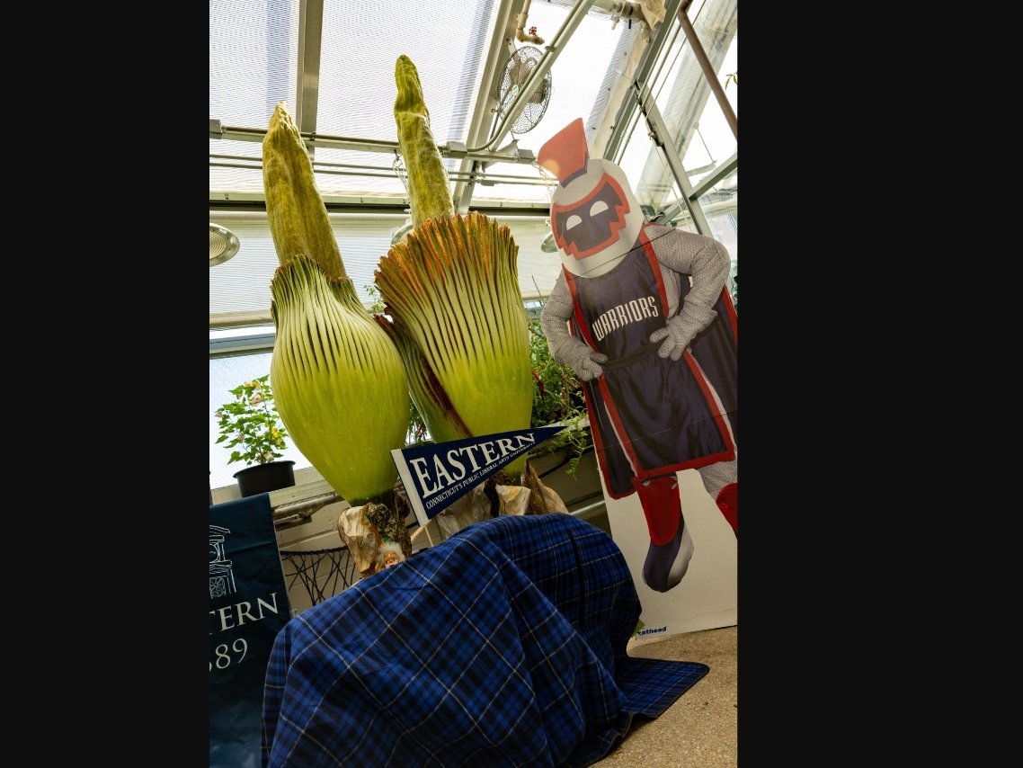 P.U., ECSU ... Stinky Corpse Flower To Bloom This Weekend At Eastern