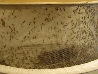 A Middlesex County man was hospitalized after developing West Nile virus illness this month, state officials said. Collected mosquitoes have been testing posittive, state officials said.