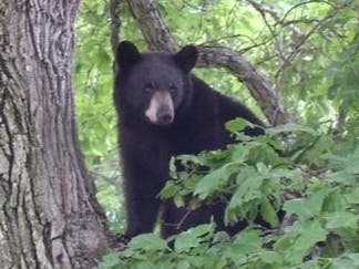 Officials said 60 bear entries into homes across 20 municipalities have been reported so far in 2026.