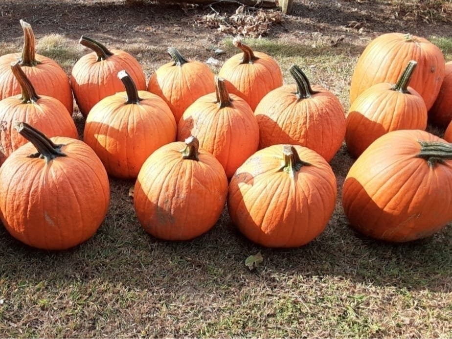 It's pumpkin time in Connecticut. 