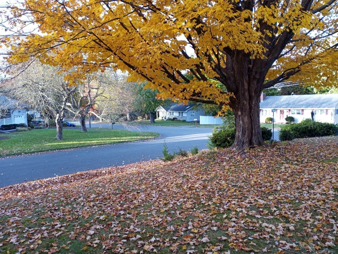 Vernon leaf collection schedules are weather-dependent, and rain, snow or freezing temperatures may cause delays.