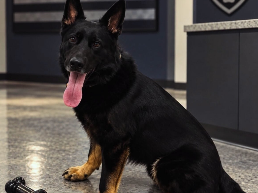 Middletown police dog Kylo saved a woman in crisit early Wednesday.