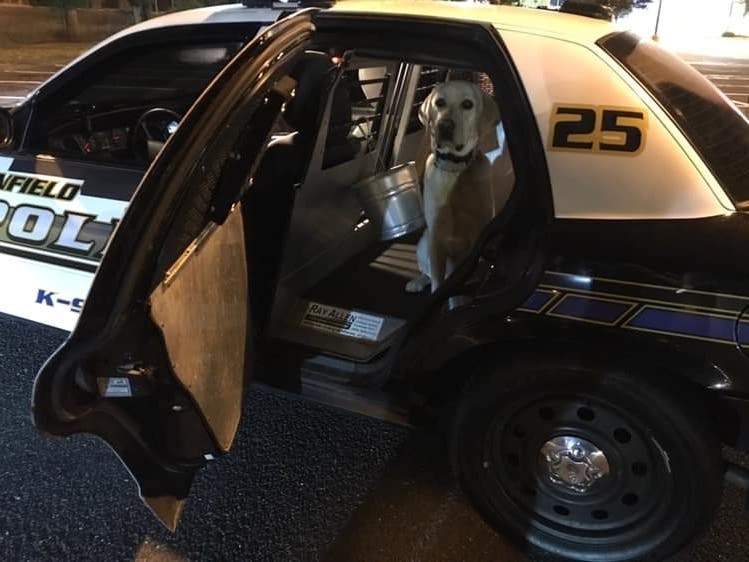 Enfield police canine Britford, a.k.a. Brit.