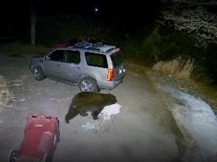 A bear helps itself to some garbage in Unionville Saturday.