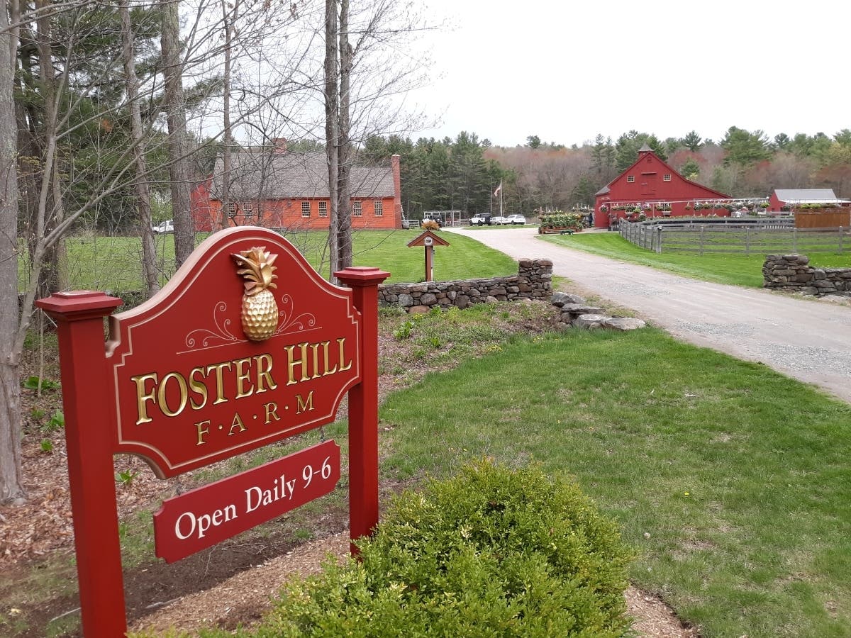 Just yards off a state highway, Foster Hill Farm is an exquisite destination for tomatoes, peppers, hanging baskets and herbs, and one can even sneak in a visit with a donkey.