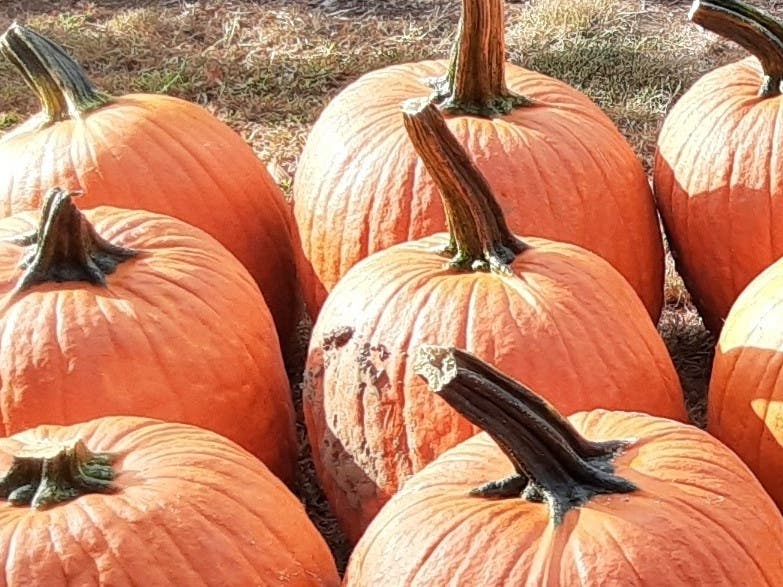 Welcome to the Ellington-Somers Daily, your source for the most important things going on in Ellington and Somers.