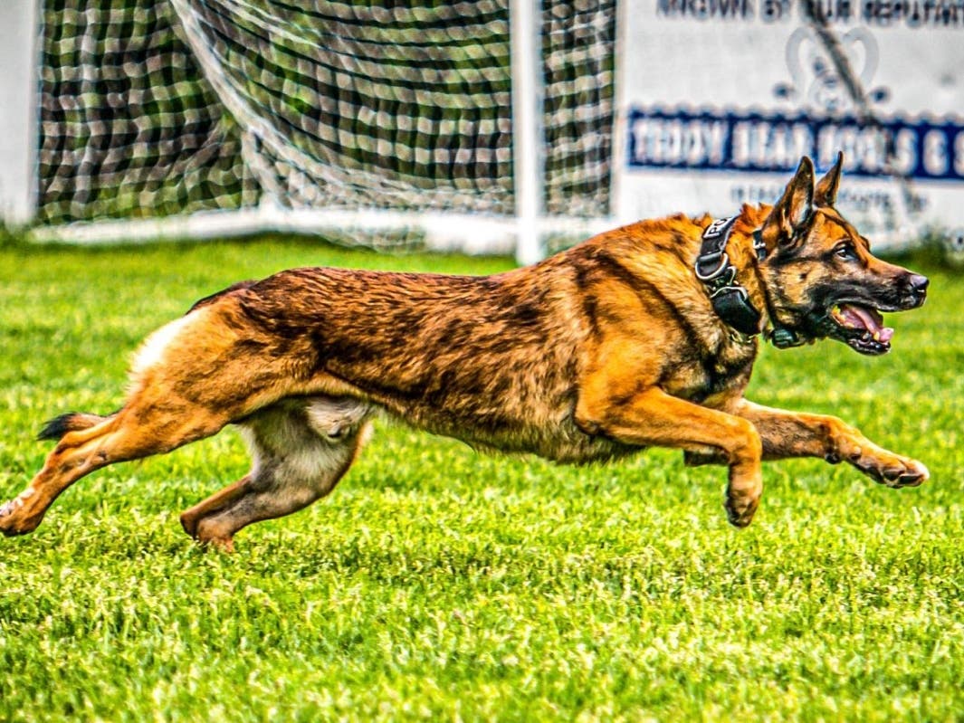 Enfield police canine Kodi.