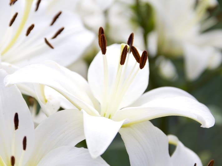 Recent Obituaries From Ellington And Somers Ellington, CT Patch