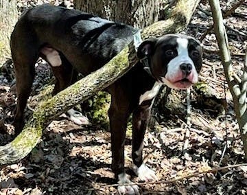 Dog Found Fastened To Tree In South Windsor Park; Police Seeking Info ...