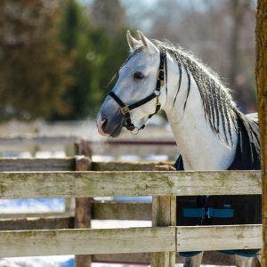 https://patch.com/img/cdn20/users/104958/20170404/103500/styles/raw/public/article_images/1-chicago-il-odysseo-by-cavalia-65-horses-vacationing-at-local-farm-photo-by-travis-schoening-300x300-1491316476-4626.jpg