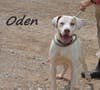 Oden
