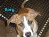 Rory