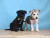 J Puppies