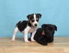 J Puppies