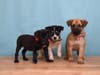 J Puppies