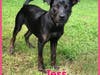 Tess
