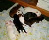 Nyx's Puppies