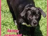 Pregnant Akina