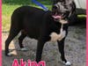 Pregnant Akina