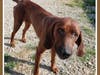 Coonhound