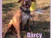 Darcy
