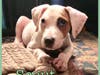 Scout