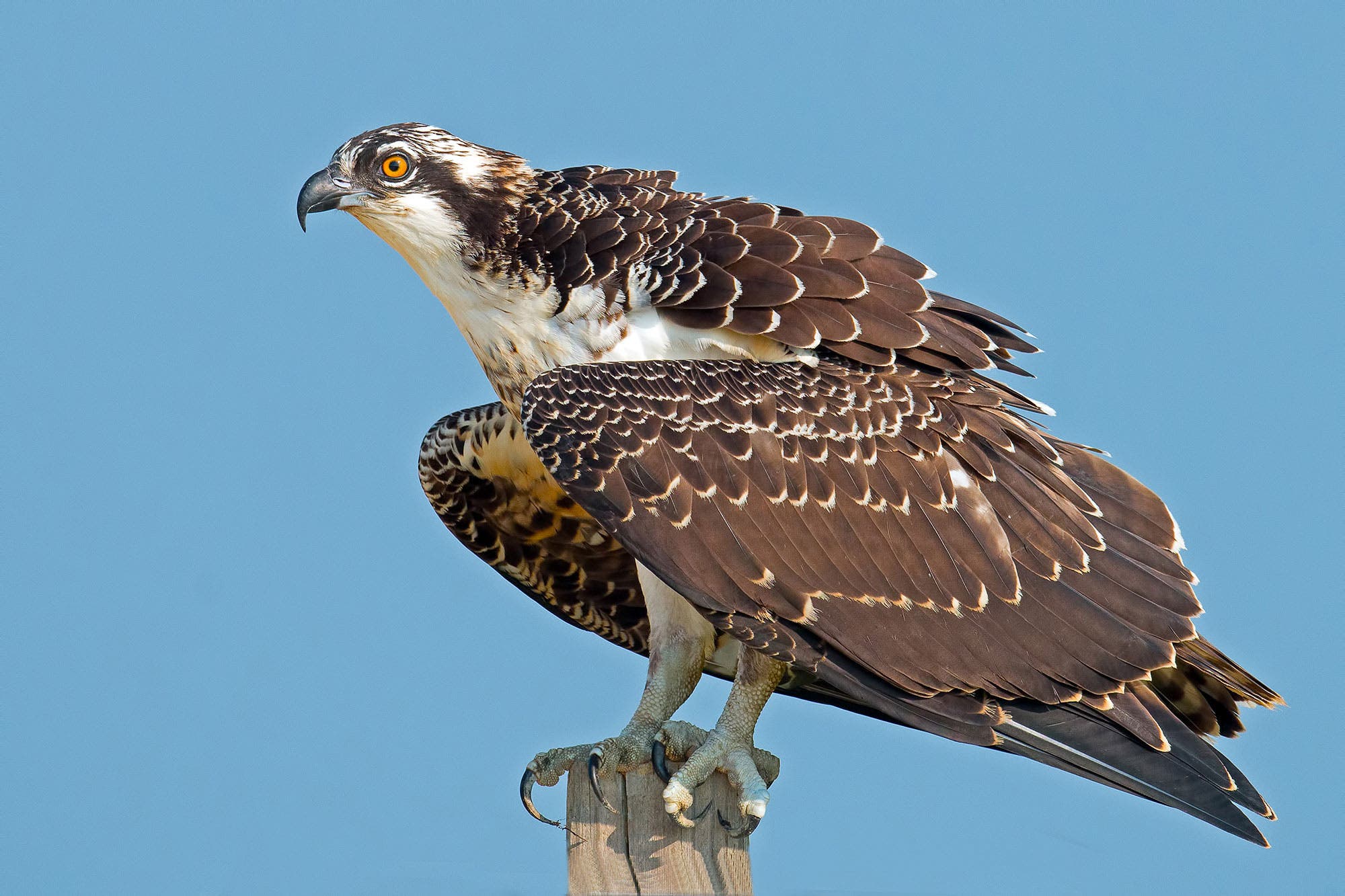 Free, Fun Guided Nature Walk