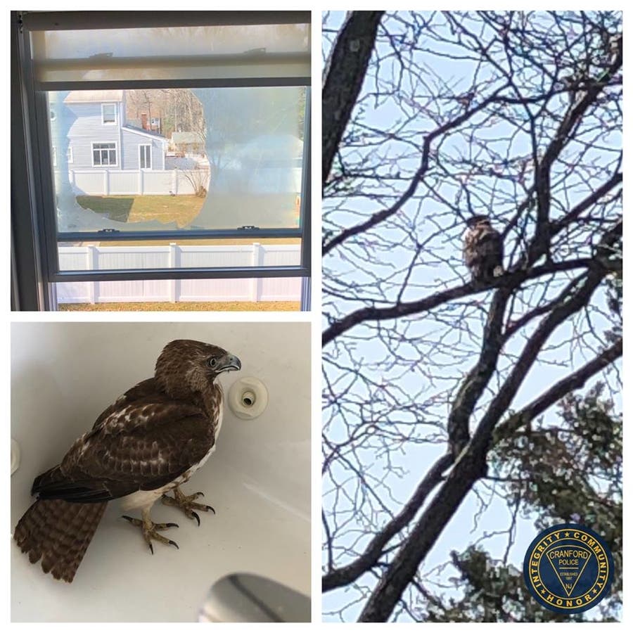 Police responded to a home after a bird of prey found its way into a bathroom. 