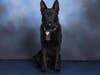 New K9 Officer Tino is named for Summit Detective Matthew Tarentino who died in the line of duty in 2017.