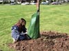 The planting was made possible by Rotary Club of Westfield and the Jefferson School community. 