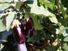 The Learning Garden gave students the chance to see nature in action. 