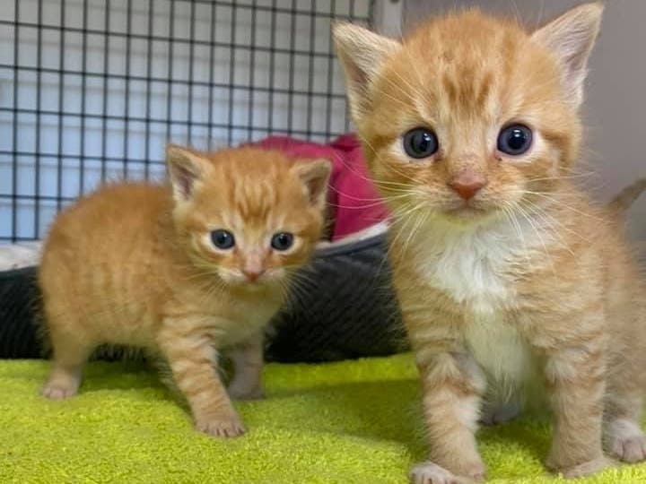 These little cuties will be available in about three weeks. 